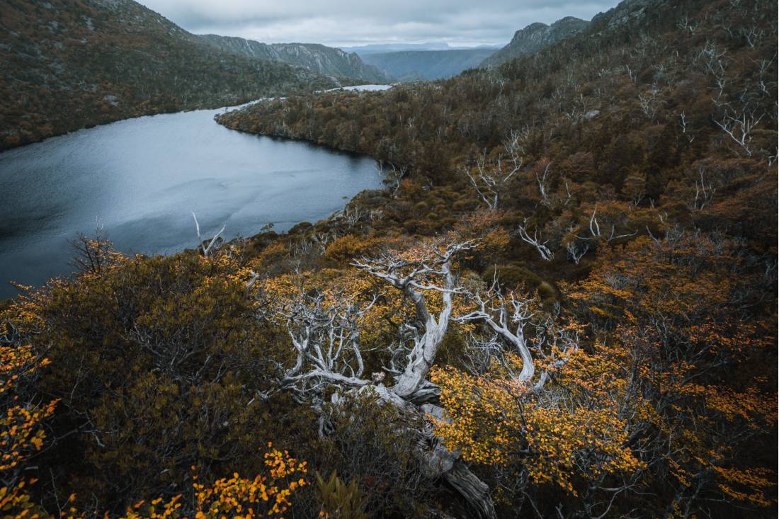 Head to Tasmania during autumn to see the fagus, Australia's only cold climate winter-deciduous tree |  <i>Jason Charles Hill</i>